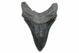Fossil Megalodon Tooth - South Carolina #284257-1